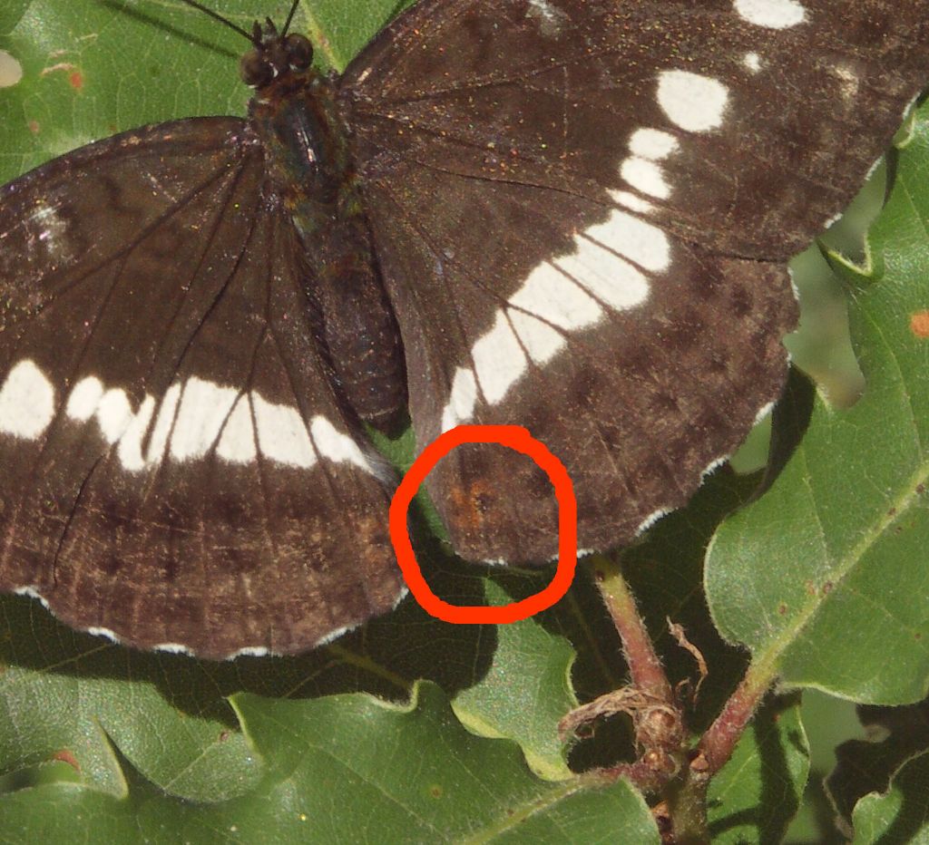 Limenitis camilla - Nymphalidae....dal Trentino